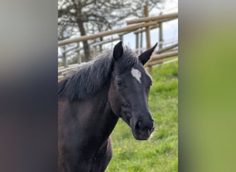 Hannoveraan, Merrie, 1 Jaar, 164 cm, Donkerbruin