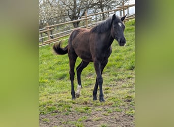 Hannoveraan, Merrie, 1 Jaar, 164 cm, Donkerbruin