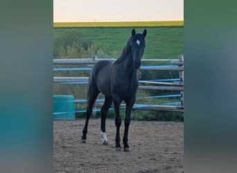 Hannoveraan, Merrie, 1 Jaar, 164 cm, Donkerbruin