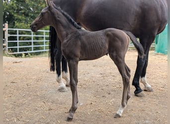 Hannoveraan, Merrie, 1 Jaar, 164 cm, Donkerbruin