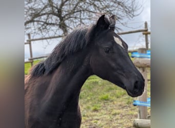 Hannoveraan, Merrie, 1 Jaar, 164 cm, Donkerbruin
