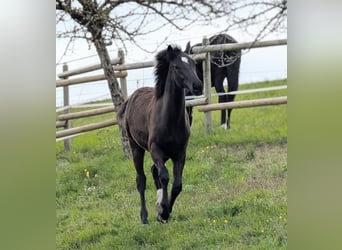 Hannoveraan, Merrie, 1 Jaar, 164 cm, Donkerbruin