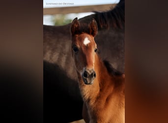 Hannoveraan Mix, Merrie, 1 Jaar, 165 cm, Bruin