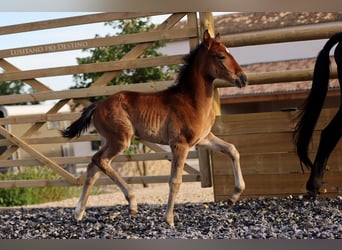 Hannoveraan Mix, Merrie, 1 Jaar, 165 cm, Bruin