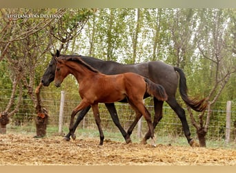 Hannoveraan Mix, Merrie, 1 Jaar, 165 cm, Bruin