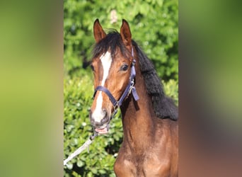 Hannoveraan, Merrie, 1 Jaar, 168 cm, Bruin