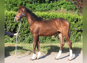 Hannoveraan, Merrie, 1 Jaar, 168 cm, Bruin
