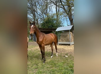 Hannoveraan, Merrie, 1 Jaar, 168 cm, Bruin