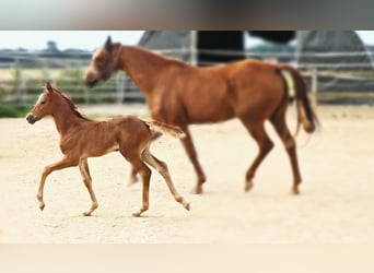 Hannoveraan, Merrie, 1 Jaar, 169 cm, kan schimmel zijn