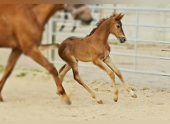 Hannoveraan, Merrie, 1 Jaar, 169 cm, kan schimmel zijn