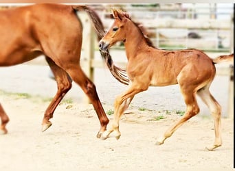 Hannoveraan, Merrie, 1 Jaar, 169 cm, kan schimmel zijn