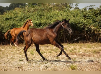 Hannoveraan, Merrie, 1 Jaar, 169 cm, Zwart