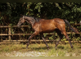 Hannoveraan, Merrie, 1 Jaar, 169 cm, Zwart