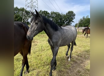 Hannoveraan, Merrie, 1 Jaar, 170 cm, Appelschimmel