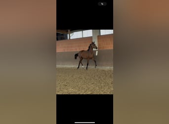 Hannoveraan, Merrie, 1 Jaar, 170 cm, Bruin
