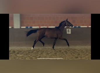 Hannoveraan, Merrie, 1 Jaar, 170 cm, Bruin