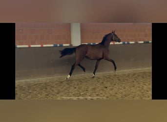 Hannoveraan, Merrie, 1 Jaar, 170 cm, Bruin