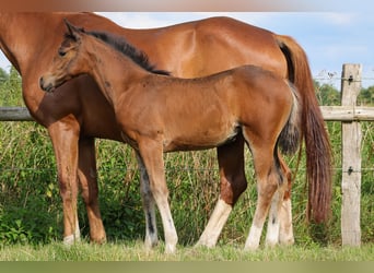 Hannoveraan, Merrie, 1 Jaar, 170 cm, Bruin