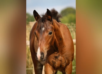 Hannoveraan, Merrie, 1 Jaar, 170 cm, Bruin