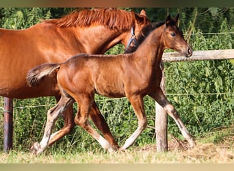 Hannoveraan, Merrie, 1 Jaar, 170 cm, Bruin