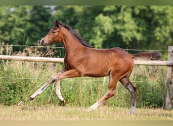 Hannoveraan, Merrie, 1 Jaar, 170 cm, Bruin