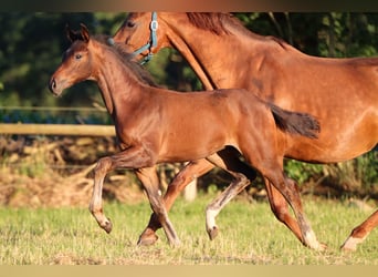 Hannoveraan, Merrie, 1 Jaar, 170 cm, Bruin