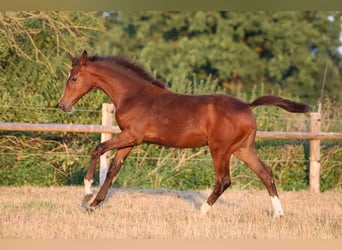 Hannoveraan, Merrie, 1 Jaar, 170 cm, Bruin