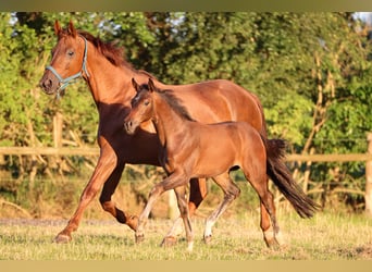 Hannoveraan, Merrie, 1 Jaar, 170 cm, Bruin