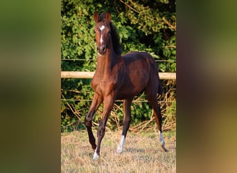 Hannoveraan, Merrie, 1 Jaar, 170 cm, Bruin