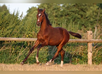 Hannoveraan, Merrie, 1 Jaar, 170 cm, Bruin