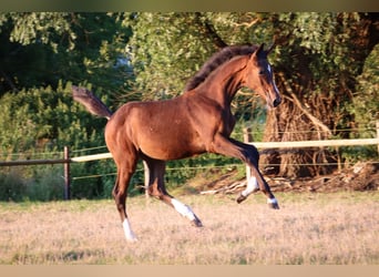 Hannoveraan, Merrie, 1 Jaar, 170 cm, Bruin