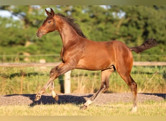 Hannoveraan, Merrie, 1 Jaar, 170 cm, Bruin