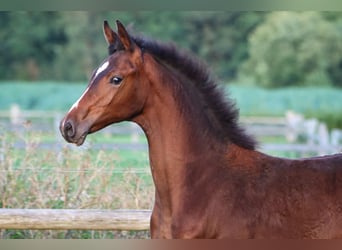 Hannoveraan, Merrie, 1 Jaar, 170 cm, Bruin