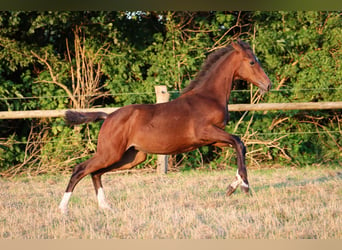 Hannoveraan, Merrie, 1 Jaar, 170 cm, Bruin