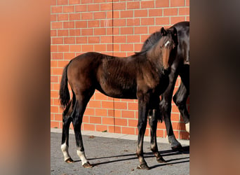 Hannoveraan, Merrie, 1 Jaar, 170 cm, Bruin