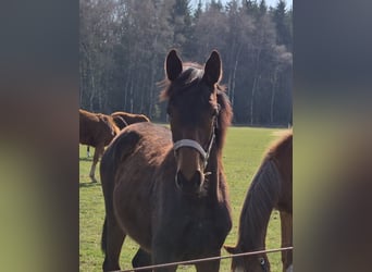 Hannoveraan, Merrie, 1 Jaar, 170 cm, Bruin