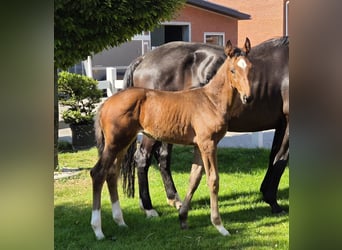 Hannoveraan, Merrie, 1 Jaar, 170 cm, Donkerbruin