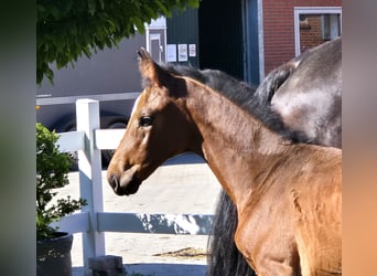 Hannoveraan, Merrie, 1 Jaar, 170 cm, Donkerbruin