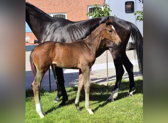 Hannoveraan, Merrie, 1 Jaar, 170 cm, Donkerbruin