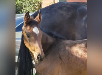 Hannoveraan, Merrie, 1 Jaar, 170 cm, Donkerbruin