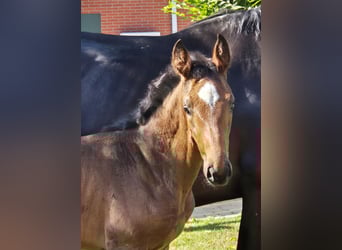 Hannoveraan, Merrie, 1 Jaar, 170 cm, Donkerbruin