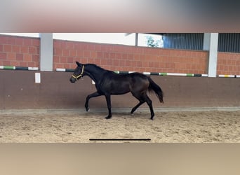 Hannoveraan, Merrie, 1 Jaar, 170 cm, Donkerbruin