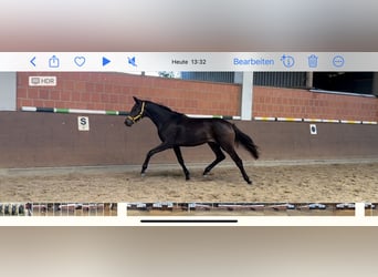 Hannoveraan, Merrie, 1 Jaar, 170 cm, Donkerbruin