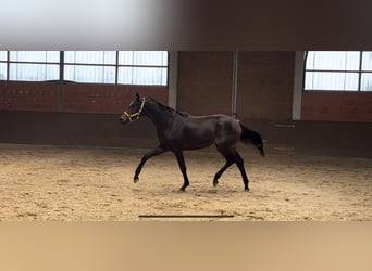 Hannoveraan, Merrie, 1 Jaar, 170 cm, Donkerbruin