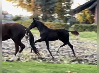 Hannoveraan, Merrie, 1 Jaar, 170 cm, Donkere-vos