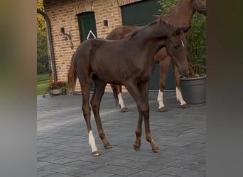 Hannoveraan, Merrie, 1 Jaar, 170 cm, Donkere-vos