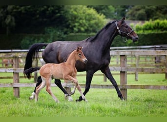 Hannoveraan, Merrie, 1 Jaar, 170 cm, Roodbruin