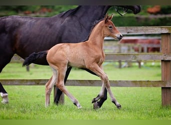 Hannoveraan, Merrie, 1 Jaar, 170 cm, Roodbruin