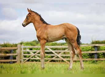 Hannoveraan, Merrie, 1 Jaar, 170 cm, Roodbruin