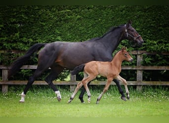 Hannoveraan, Merrie, 1 Jaar, 170 cm, Roodbruin